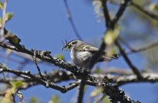 Golden-crowned Kinglet 002.jpg