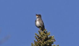 Olive-sided Flycatcher 10.jpg