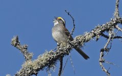 White-throated Sparrow 003.jpg