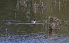 Hooded Merganser 004.jpg