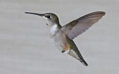 Ruby-throated Hummingbird 14.jpg