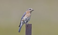 Eastern Bluebird 03.jpg