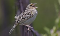 Grasshopper Warbler 010.jpg