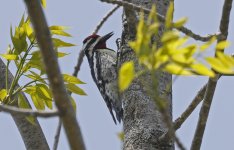 Yellow-bellied Sapsucker 03.jpg