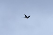 Barn Swallow 001.jpg