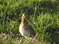 DSCN0081 Pin-tailed Snipe ?.jpg