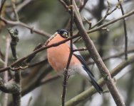 Bullfinch_Girdle Ness_060424a.jpg