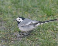 White Wagtail_Girdle Ness_060424b.jpg