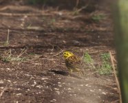 Yellowhammer_Girdle Ness_240324a.jpg