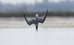 Sandwich Tern 007.jpg