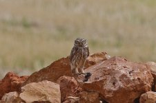 Little Owl 002.jpg