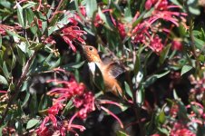 Allen's Hummingbird 2024-04-06.JPG