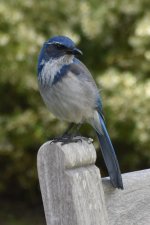 California Scrub-Jay 2024-04-06.JPG