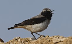 Atlas Wheatear 010.jpg