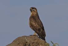 Long-legged Buzzard 001.jpg