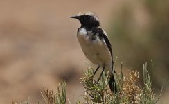 Desert Wheatear 010.jpg