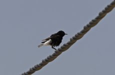 White-crowned Black Wheatear 001.jpg