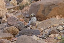 Maghreb Wheatear 009.jpg