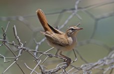 Rufous Bushchat 004.jpg