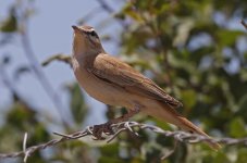 Rufous Bushchat 008.jpg