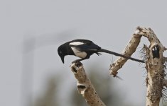 Maghreb Magpie 004.jpg