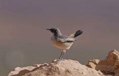 Red-rumped Wheatear 003.jpg