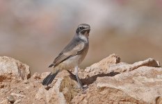 Red-rumped Wheatear 006.jpg