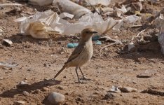 Red-rumped Wheatear 007.jpg