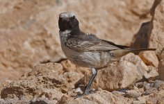 Red-rumped Wheatear 010.jpg