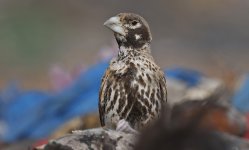 Thick-billed Lark 009.jpg