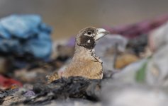 Thick-billed Lark 010.jpg