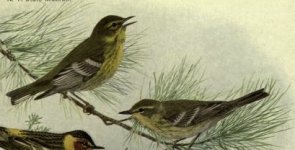 Pine warblers.jpg