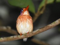 Sulawesi Dwarf Kingfisher_Tangkoko_190617a.jpg
