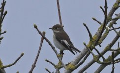 Pied Flycatcher 003.jpg