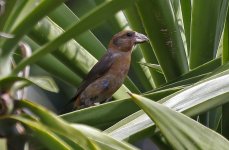 Crossbill 006.jpg