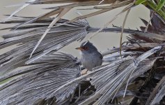 Balearic Warbler 010.jpg