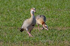 Egyptian-Goose-(20)-fbook.jpg