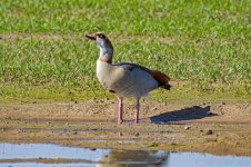 Egyptian-Goose-(28)-fbook.jpg