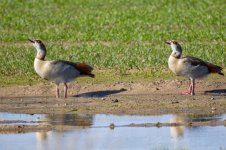 Egyptian-Goose-(32)-fbook.jpg