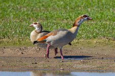 Egyptian-Goose-(47)-fbook.jpg