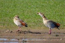 Egyptian-Goose-(72)-fbook.jpg