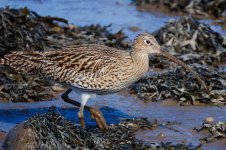 Curlew-(21)-fbook.jpg