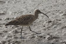 Whimbrel PDR 1.jpg