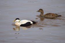 Eider-(11)-fbook.jpg