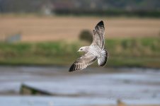 Herring-Gull-(7)-fbook.jpg