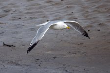 Herring-Gull-(76)-fbook.jpg