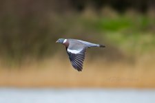 Wood-Pigeon-(2)-fbook.jpg