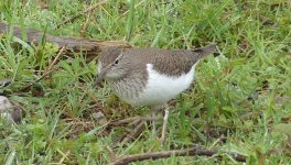 Common Sand - Moors - 10 04 24.JPG