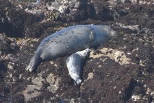 Harbor Seal mother and pup 2024-04-09.JPG