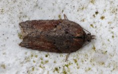 Acleris schalleriana 001.jpg